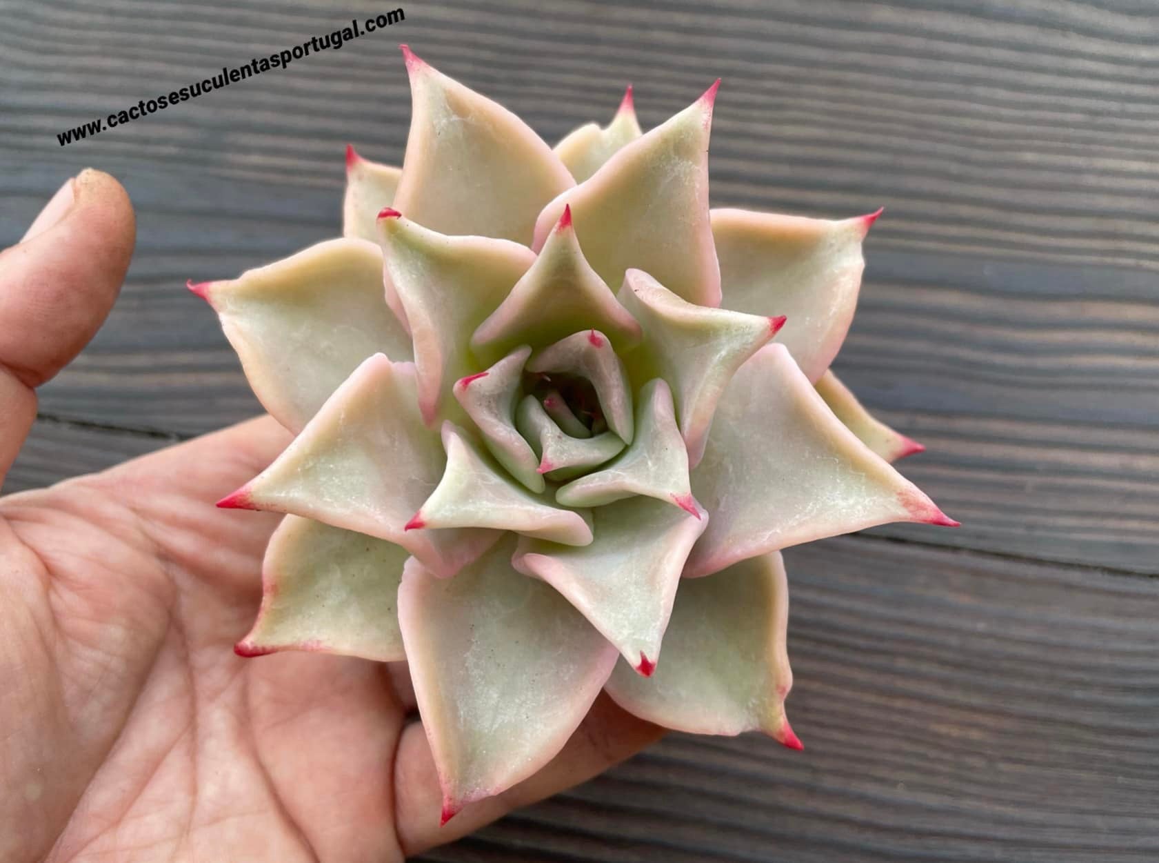 Echeveria madiba aka 'Pink Lips'