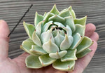 Echeveria menchaca x shubi