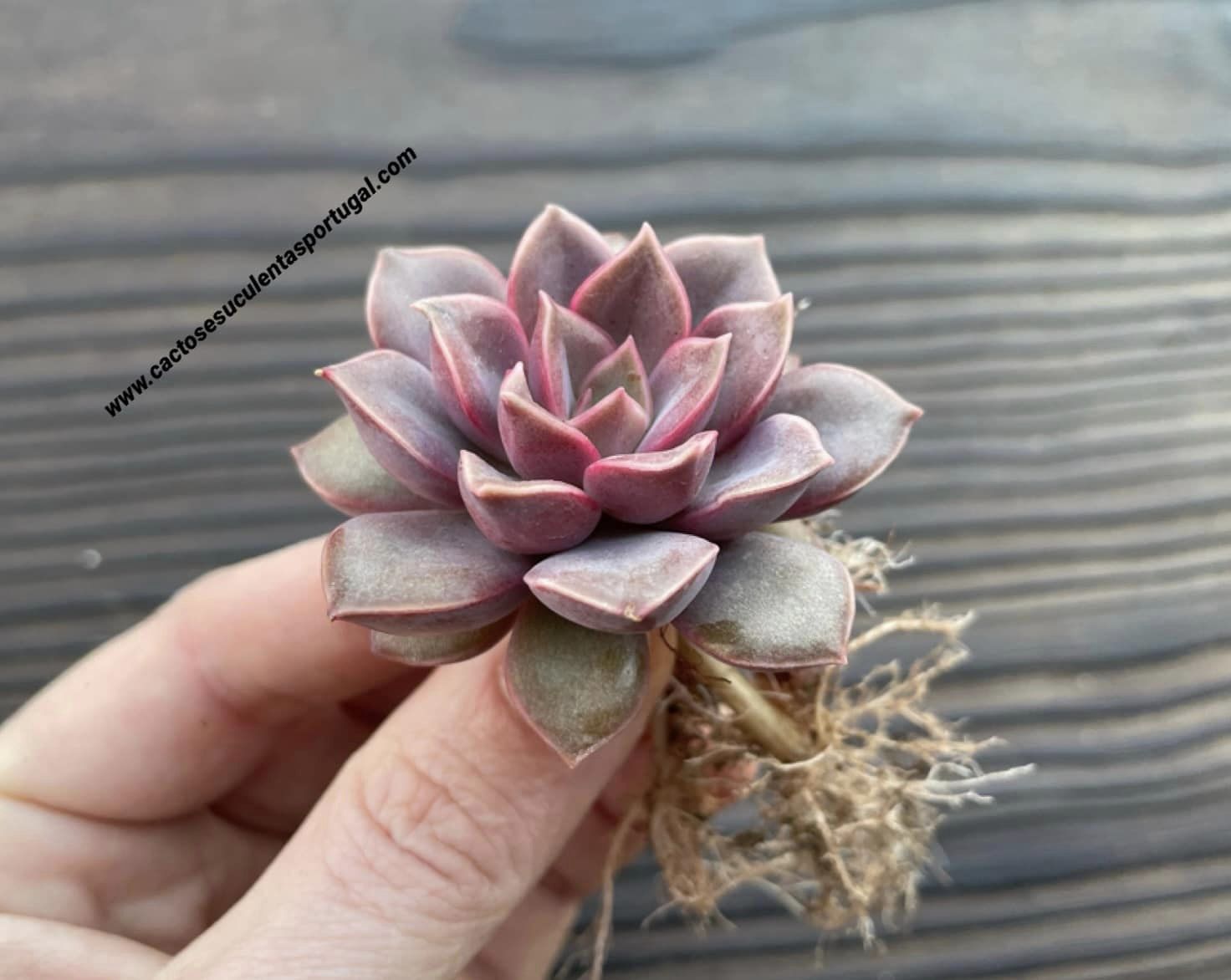Echeveria 'Mina', by Kyodo Farm