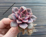 Echeveria 'Mina', by Kyodo Farm