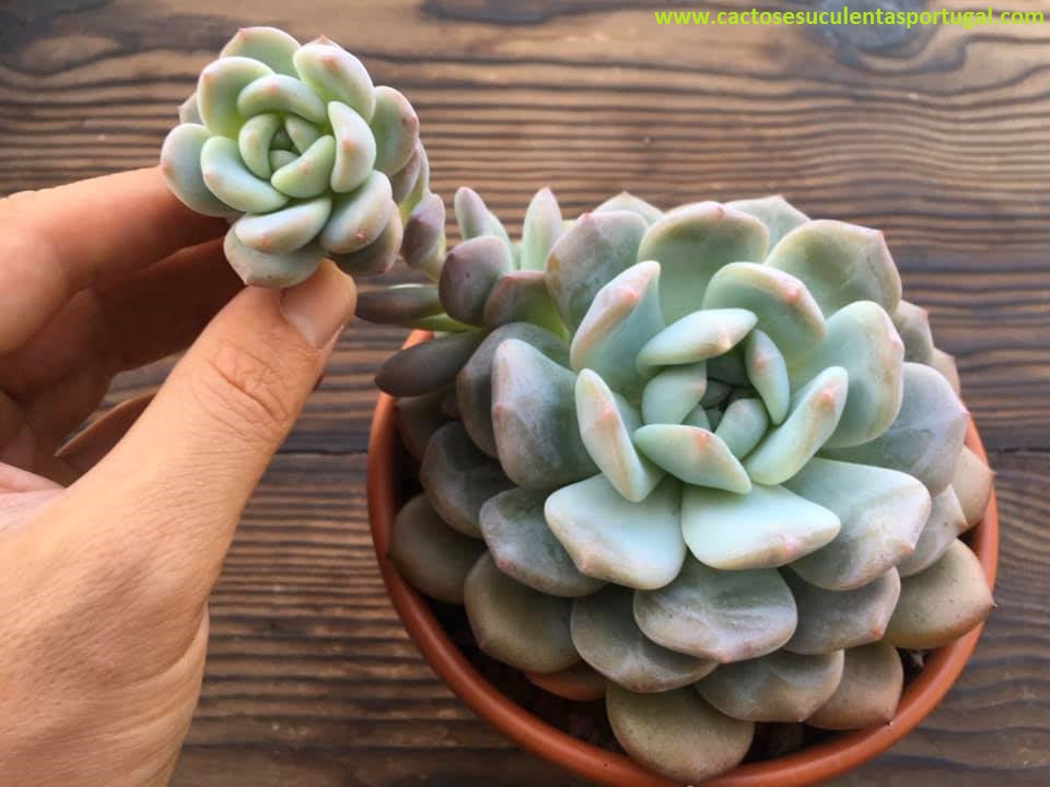 Echeveria "Monroe"