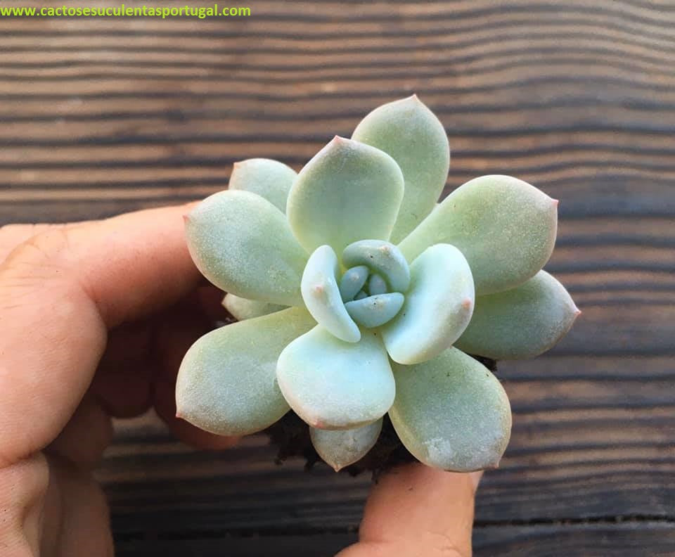 Echeveria monroe