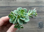 Echeveria multicaulis subs. Wilderness