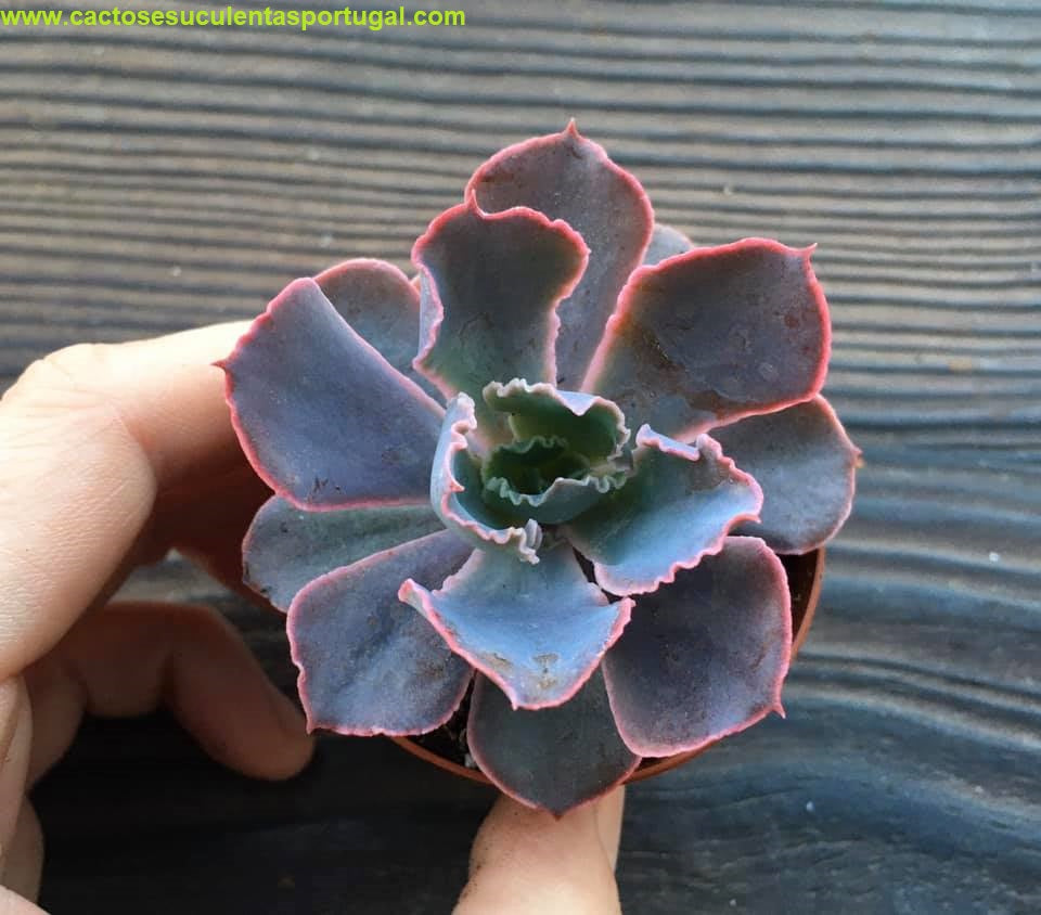 Echeveria 'Neon Breakers'