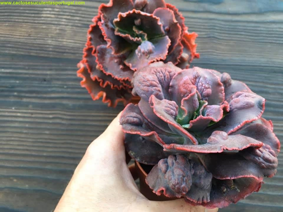 Echeveria-Knopfrose, kompakte Form. Hybrid