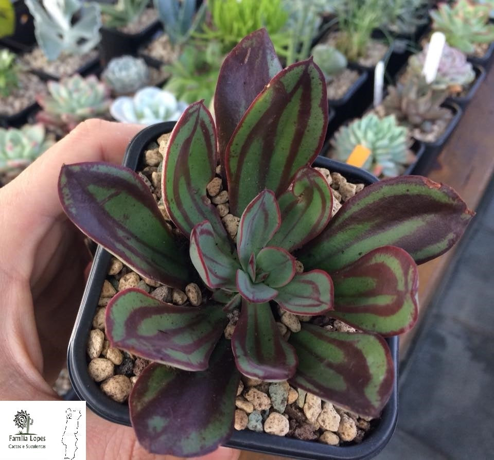 Echeveria nodulosa