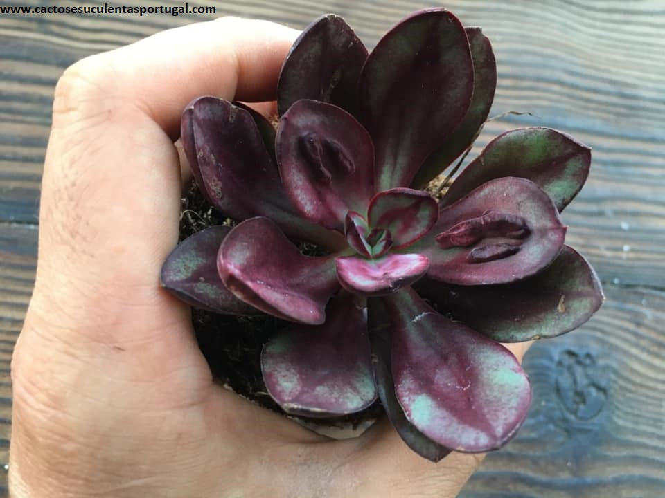 Echeveria nodulosa 'Maruba Benitsukasa'