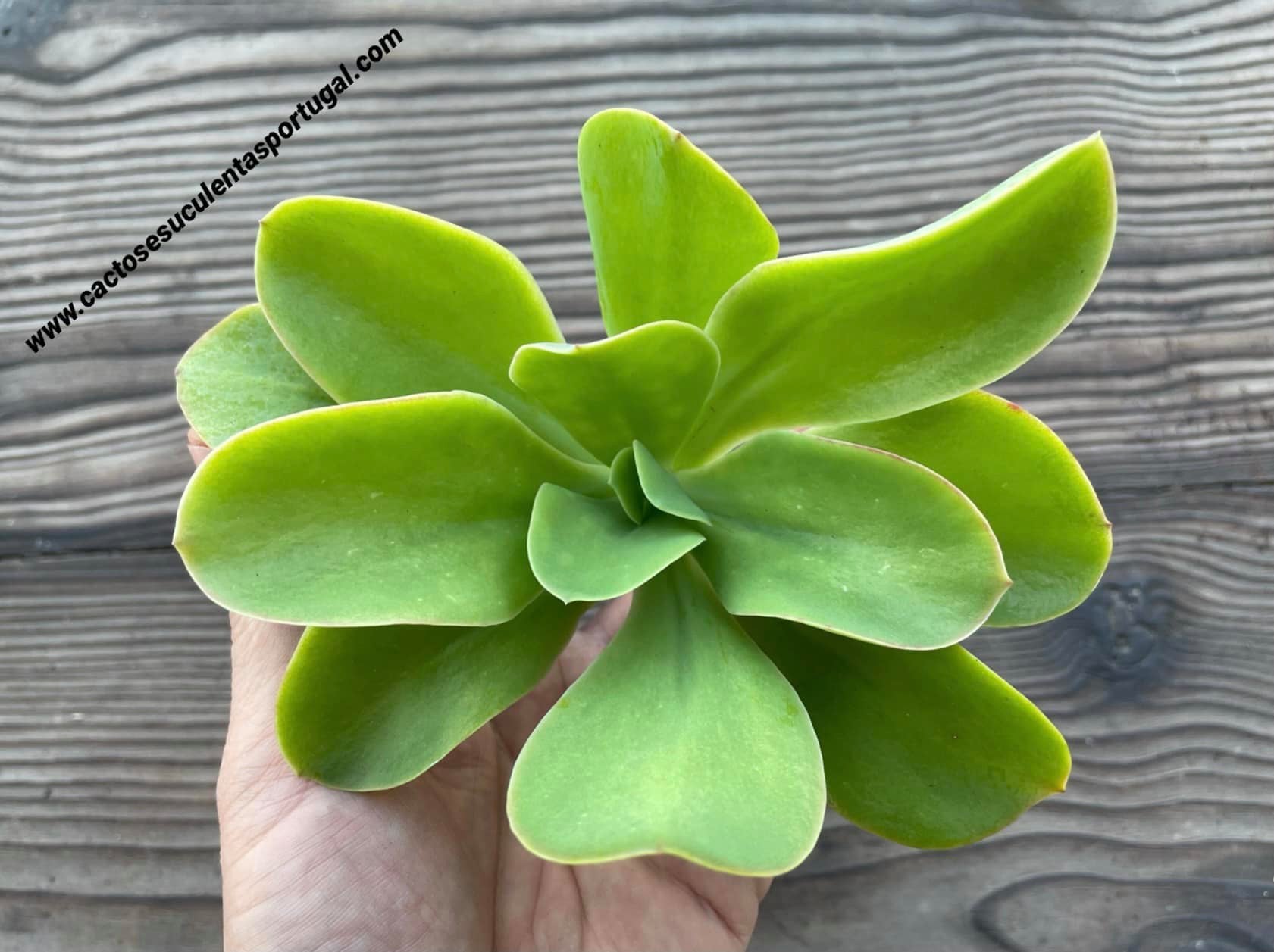 Echeveria ondulata spp.