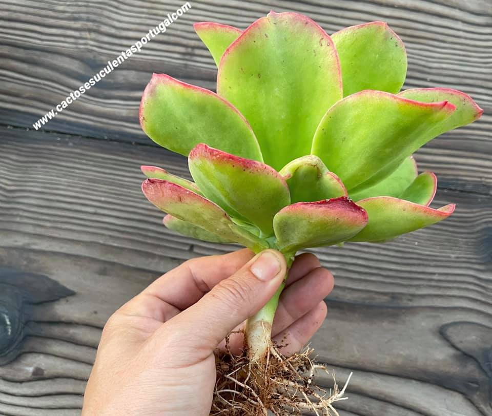 Echeveria palida gigantea