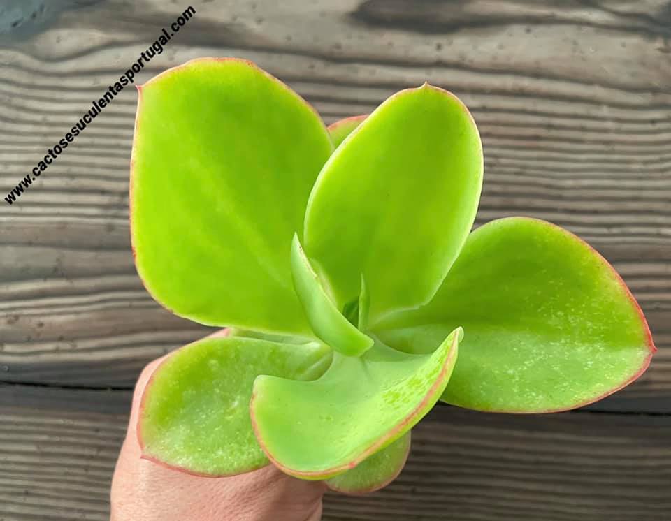 Echeveria palida gigantea