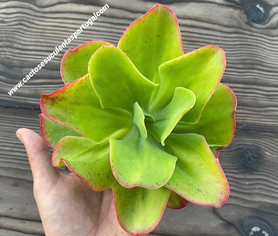 Echeveria palida gigantea