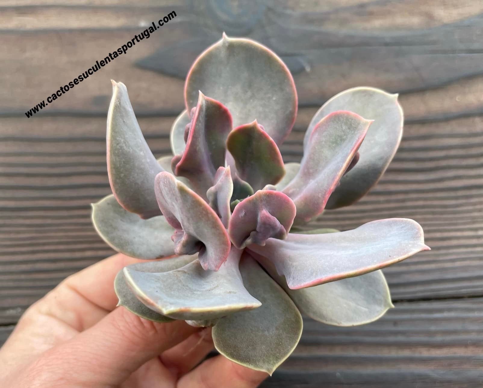 Echeveria Echeveria ‘Valkyrie’ - E. perle von nurmberg x ’trumpet pinky‘