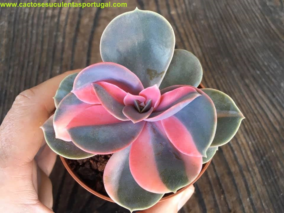 Echeveria Pearl Von Nürnberg Variegata