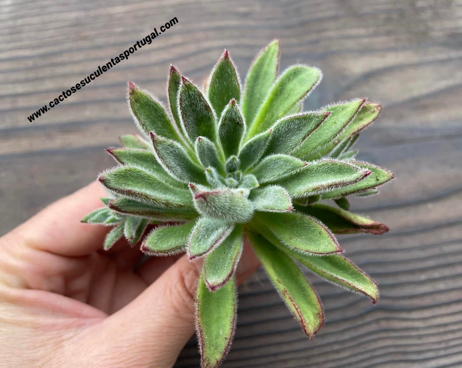 Echeveria pilosa