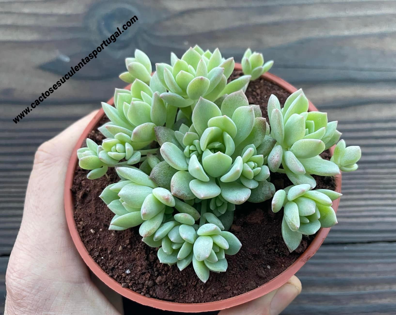 Echeveria prolifica 'Little Rose'
