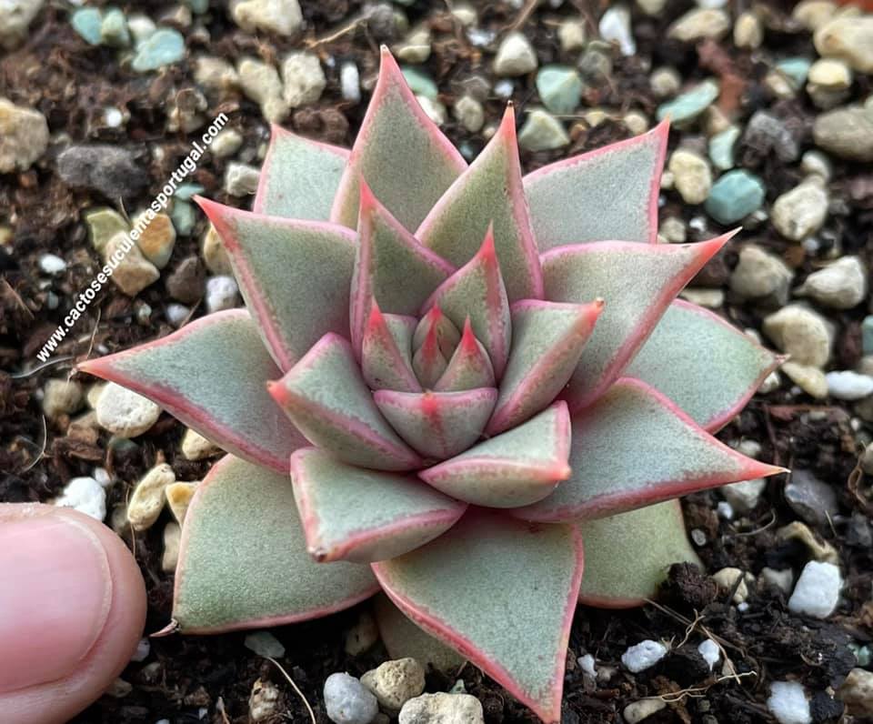 Echeveria purpusorum subs. albina