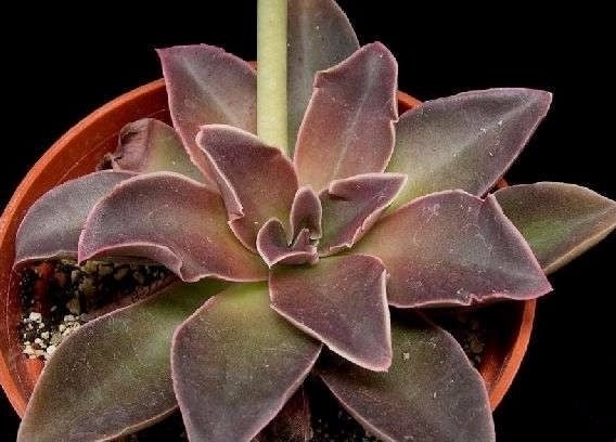 Echeveria Racemosa / Echeveria "brown sugar"
