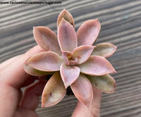 Echeveria racemosa v. lurida