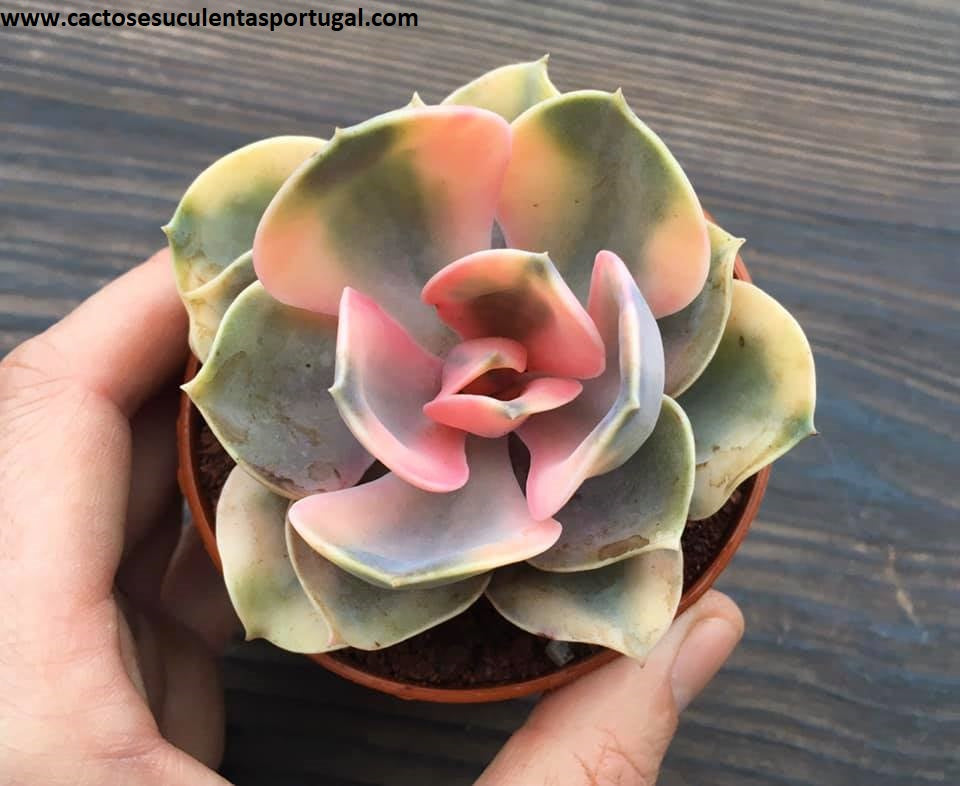 Echeveria Rainbow