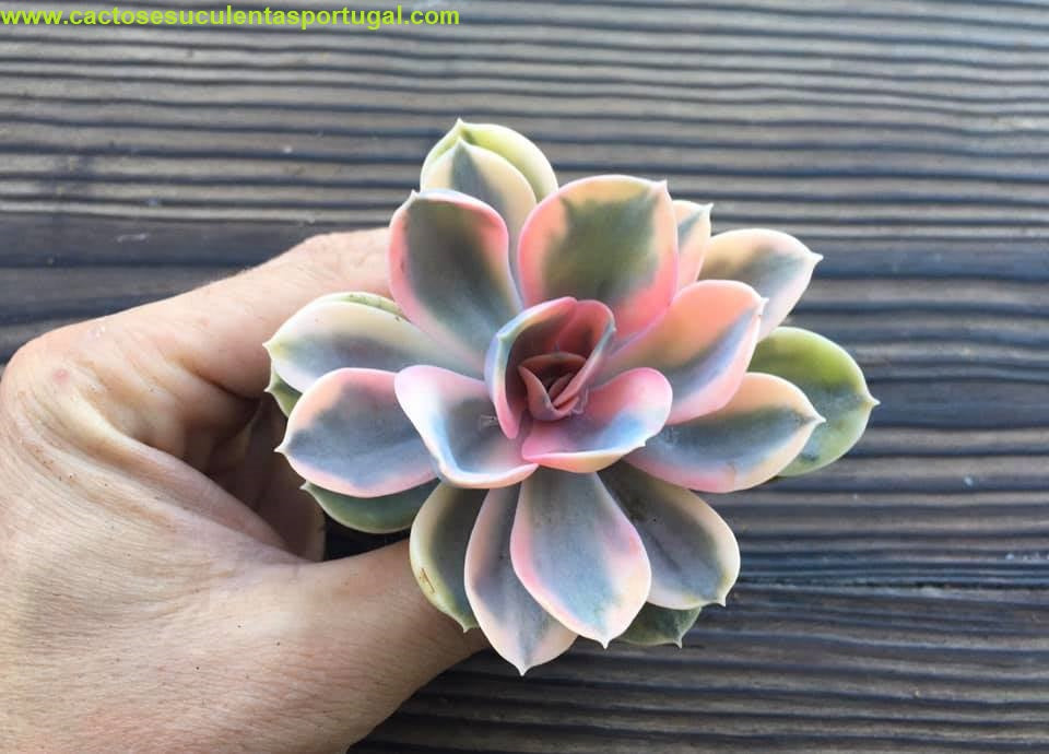 Echeveria 'Rainbow', Echeveria / "Perle Von Nurnberg" variegated