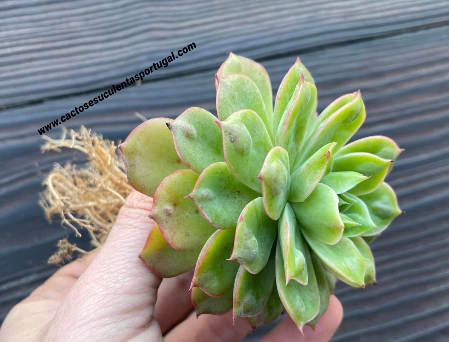 Echeveria raindrops 'Laitue'