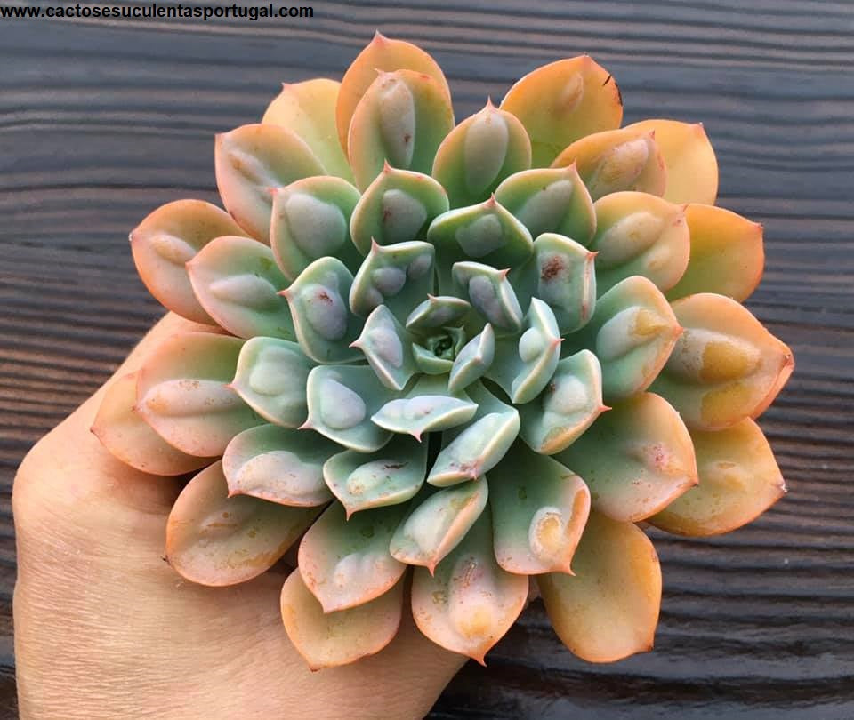 Echeveria raindrops sunshine