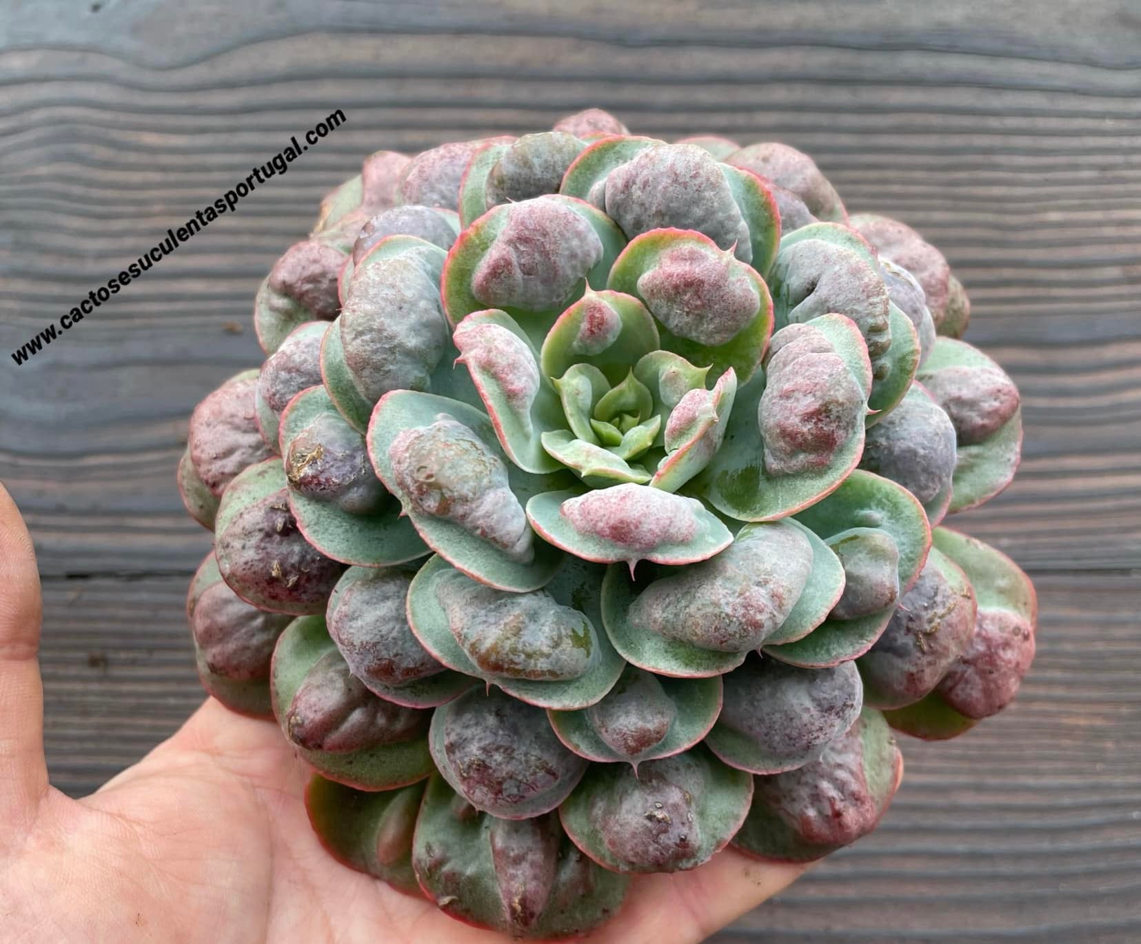 Echeveria raindrops x heart delight spp.