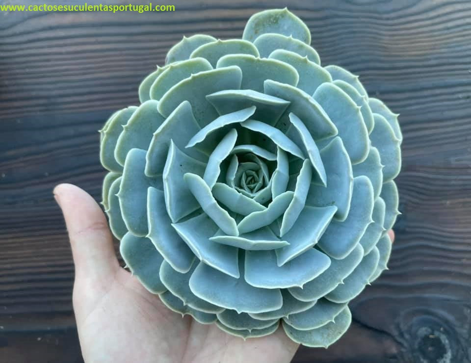 Echeveria runyonii 'Texas Rose'