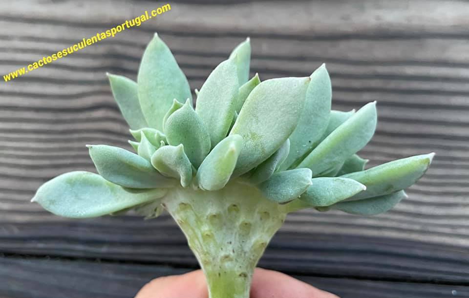 Echeveria runyonii topsy turvy form. cristata