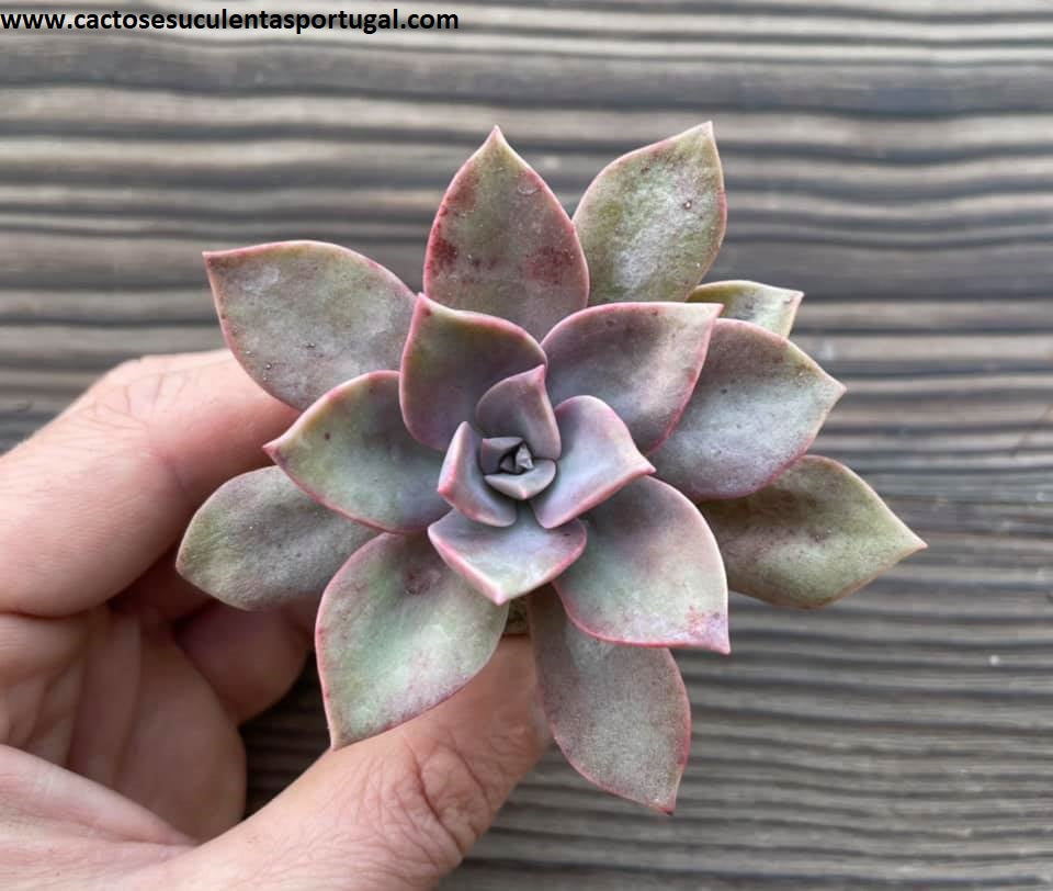Echeveria 'Sanyatwe'
