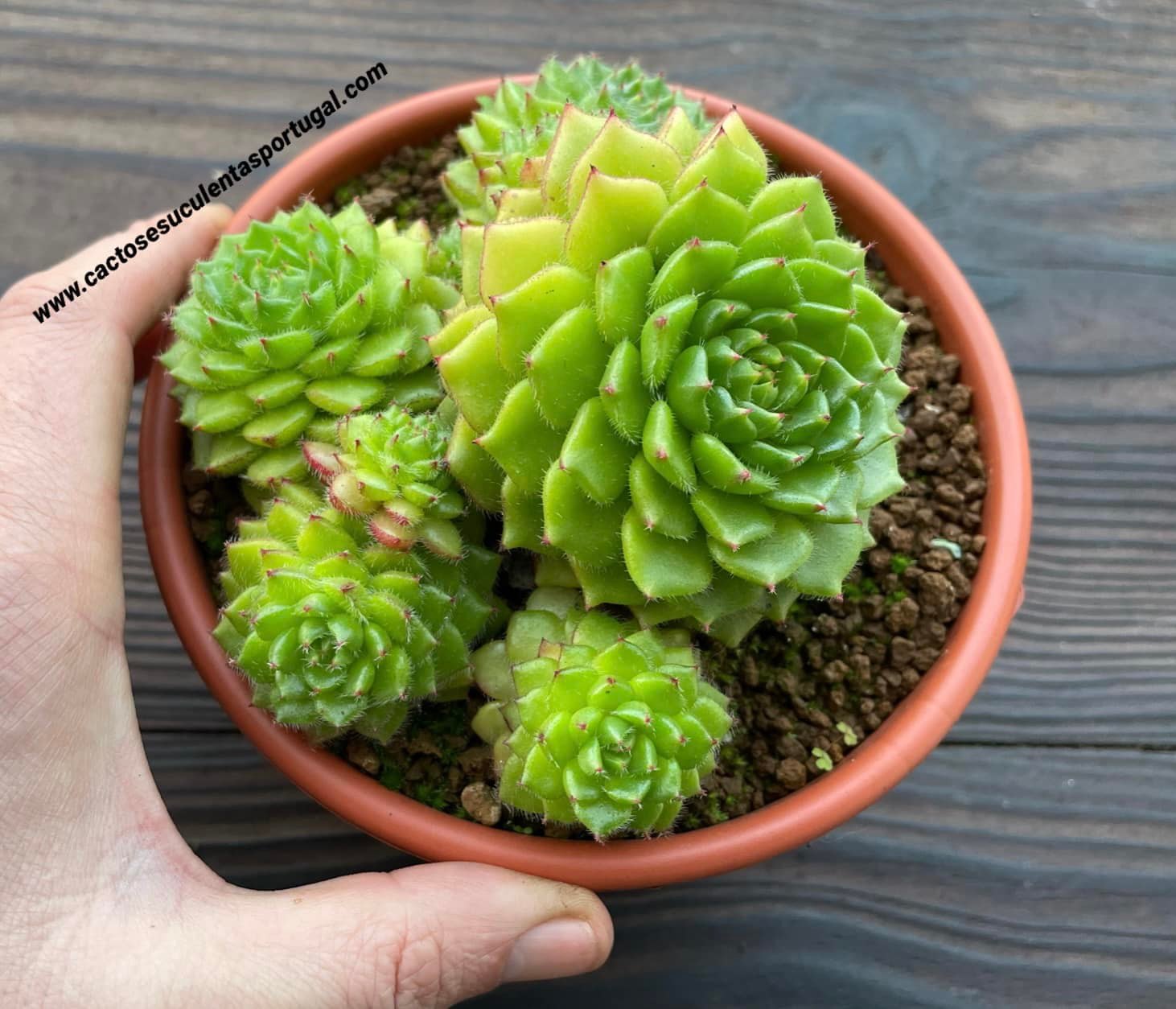 Echeveria setosa 'Glitters', extra ramificado