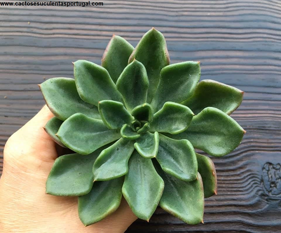 Echeveria setosa v. oteroi
