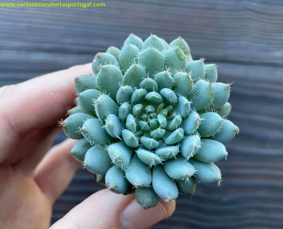 Echeveria setosa var. deminuta Echeveria 'Rundelli'