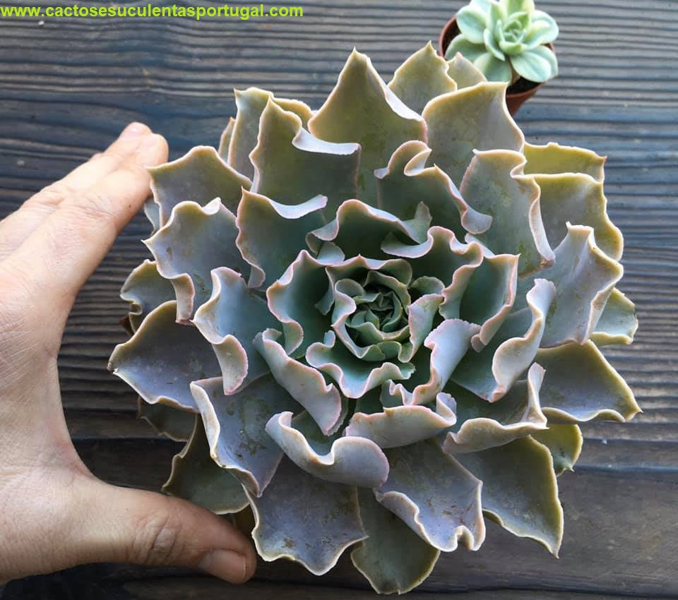 Echeveria Shaviana Truffles