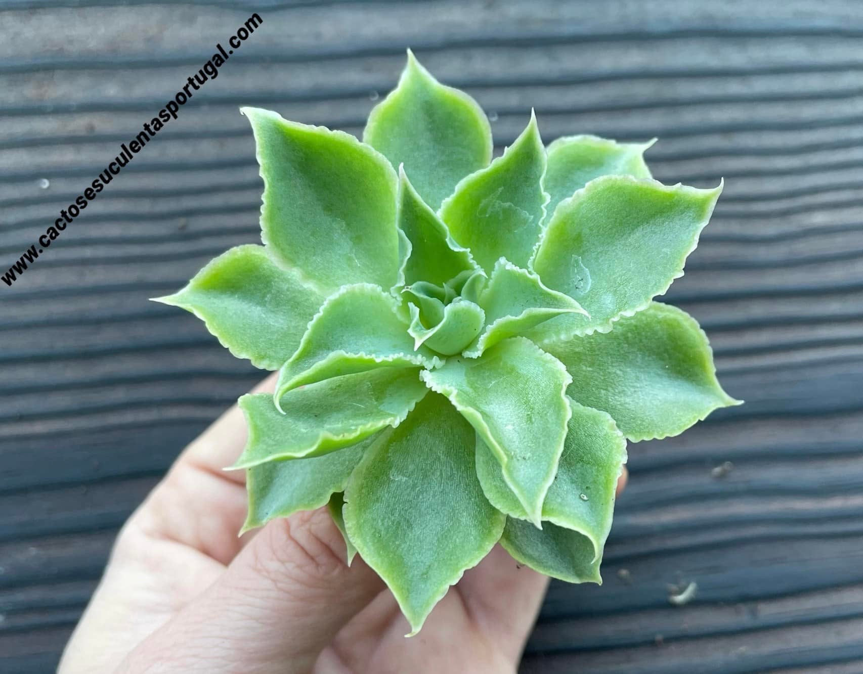 Echeveria simulans 'Laguna Sanchez'