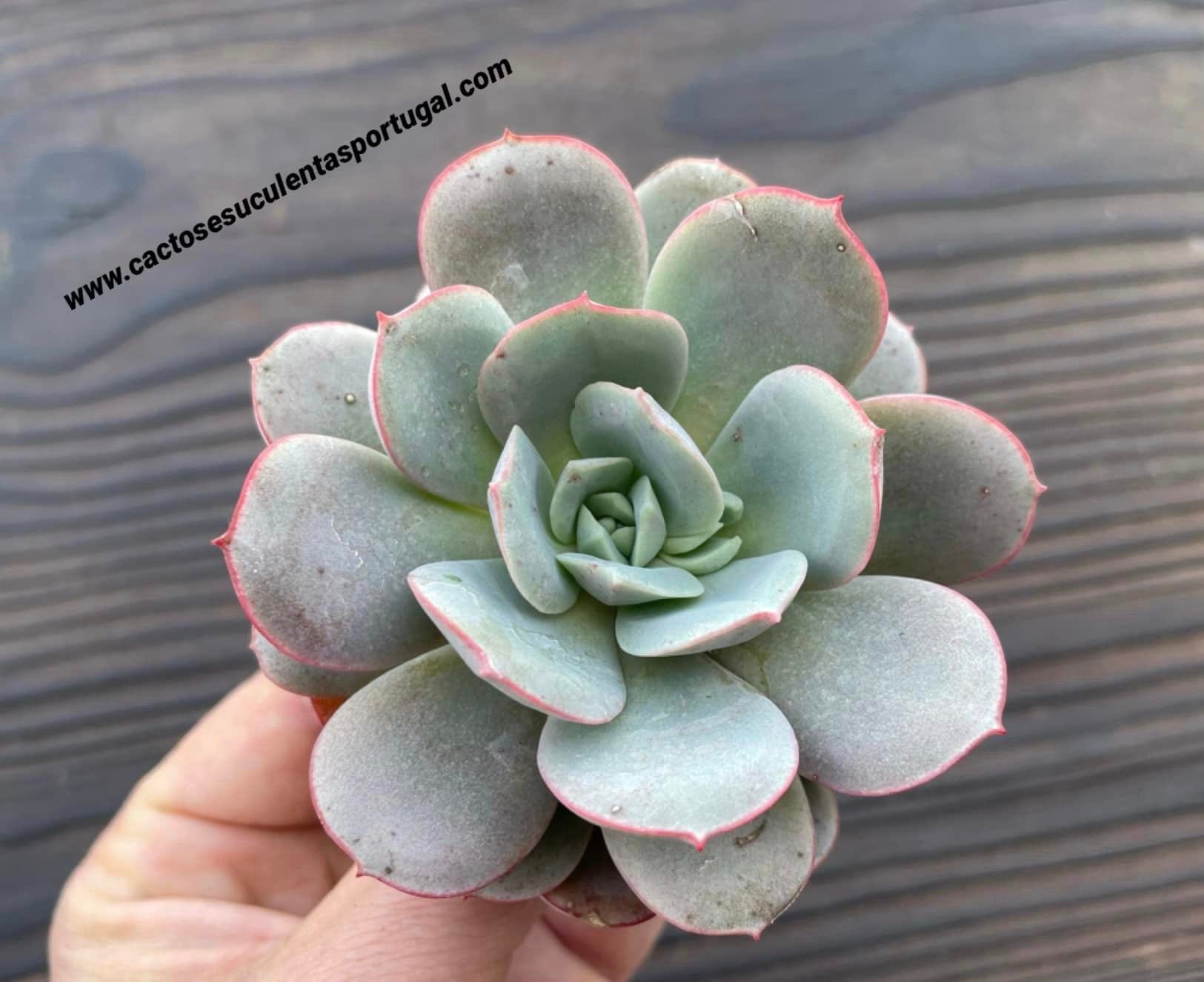 Echeveria subcorymbosa Lau 026