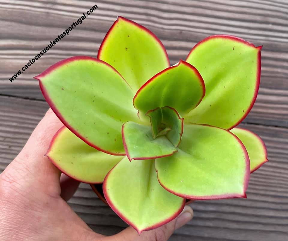Echeveria subrigida subs. rubromarginata 'Esperanza' by seeds 2019, 10cm diâmetro 