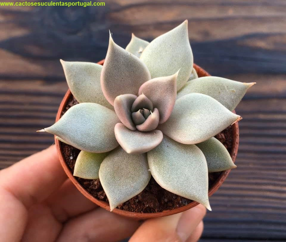 Echeveria tobarensis