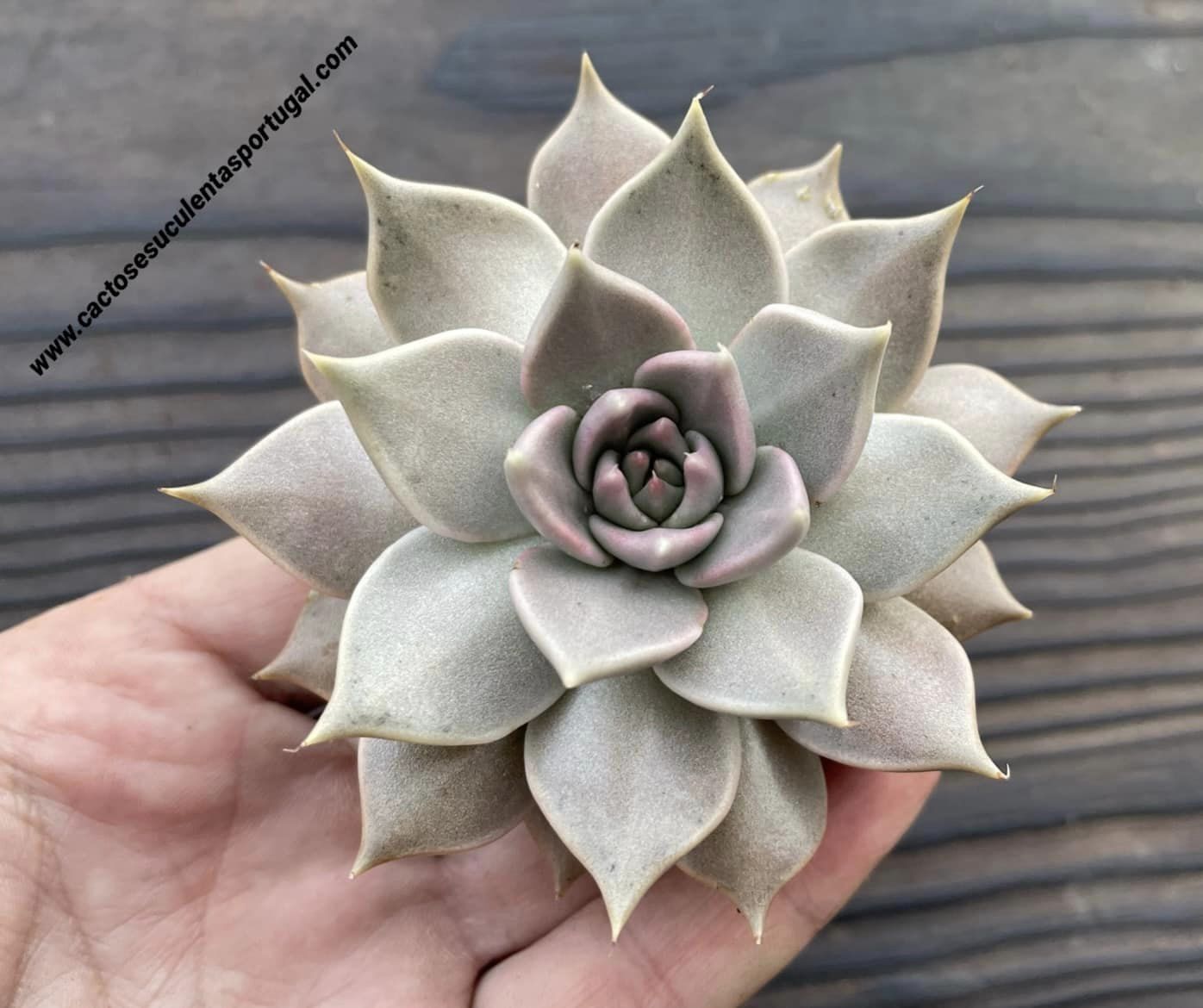 Echeveria tobarensis