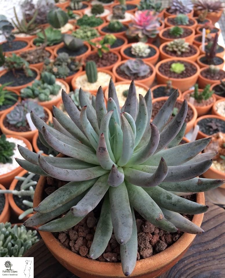 Echeveria unguiculata