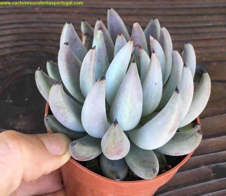 Echeveria unguiculata