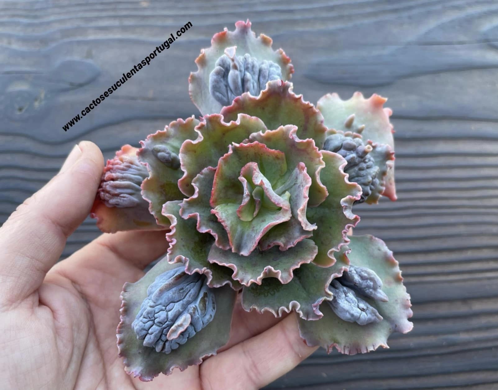 Echeveria verrugas hib. lote 2021