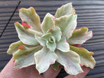 Echeveria Chantilly, lote 2021