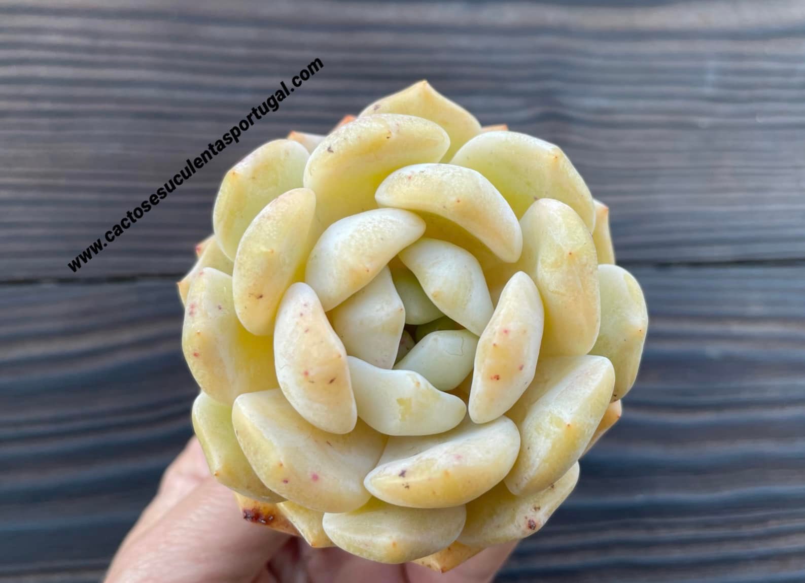 Echeveria yellow 'Monroe'