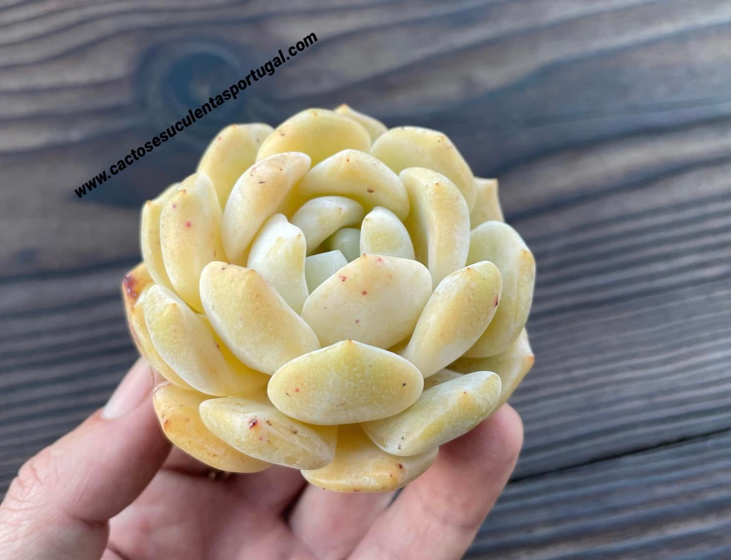 Echeveria yellow 'Monroe'
