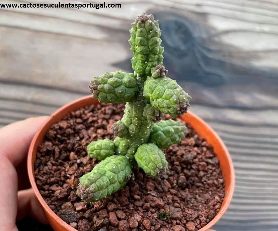 Echidnopsis cereiformis var. brunnea
