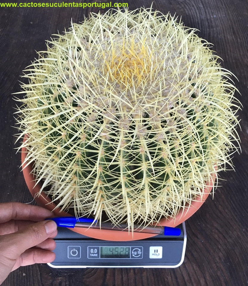 Echinocactus grusonii Cadeira de Sogra Cacto bola  Poltrona de sogra 