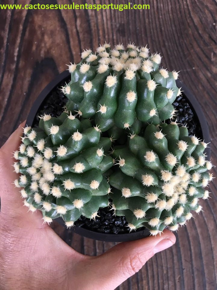 Echinocactus grusonii inermis