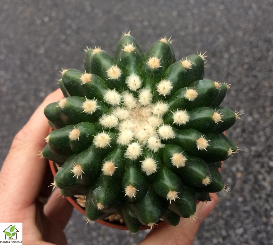 Echinocactus grusonii inermis