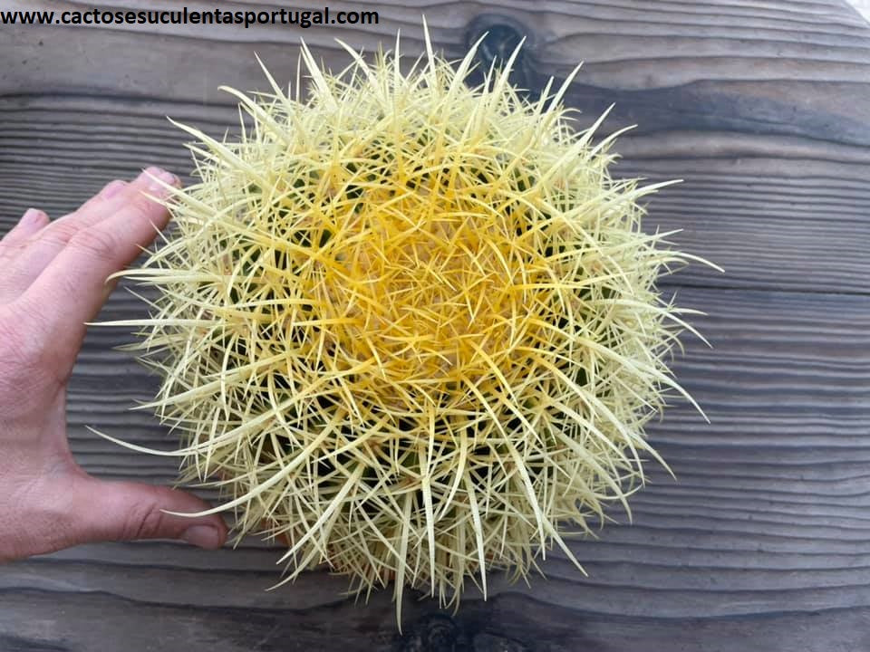Echinocactus grusonii, assento da sogra vaso